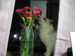こら!花食べちゃダメ!!.JPG